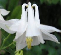 http://www.touchwoodplants.co.uk/aquilegia-seed-described-forms.htm